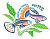 guppy